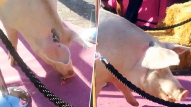 दुनिया की पहली कलाकार सूअर, मुंह से ब्रश पकड़कर बनाती है बेहतरीन पेंटिंग, देखें वीडियो