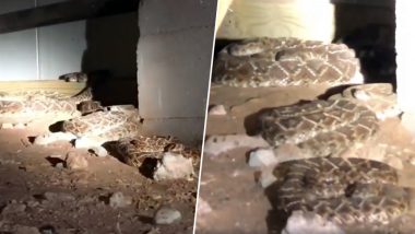 घर में 45 Rattlesnake देख खिसकी पैरों तले जमीन, देखें वायरल Video