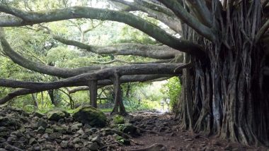 Climate Change: 55 जंगलों में 140 पेड़ों की प्रजातियों पर तीन साल तक हुआ बड़ा रिसर्च, सामने आया चौंका देने वाला सच
