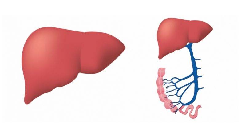World Liver Day 2019: शराब ही नहीं आपकी ये आदतें भी कर सकती हैं लिवर को खराब, इन्हें छोड़ने में ही है आपकी भलाई