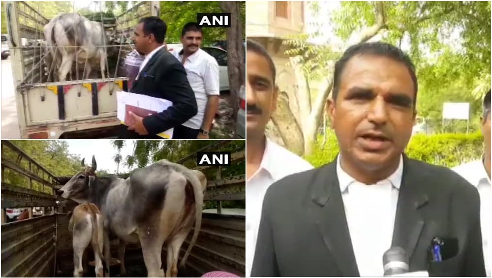 राजस्थान: जोधपुर के एक कोर्ट में गाय की हुई पेशी, जानिए क्या है कारण राजस्थान: जोधपुर के एक कोर्ट में गाय की हुई पेशी, जानिए क्या है कारण