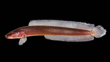 कुदरत का करिश्मा: केरल में वैज्ञानिकों को मिली सांप जैसे मुंह वाली दुर्लभ प्रजाति की मछली