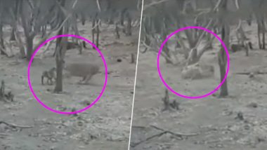 गुजरात: गिर के जंगल में कुत्ते का शिकार करना चाहता था शेर, फिर लड़कर ऐसे बचाई जान, देखें वीडियो