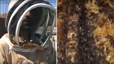 स्पेन: बेडरूम की दीवार के अंदर मिली 80 हजार मधुमक्खियों की फौज, वीडियो देखकर हो जाएंगे हैरान