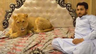 शेर के साथ एक ही बिस्तर पर सोता है ये शख्स, दो साल का बेटा भी है लायन का बेस्ट फ्रेंड