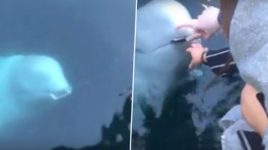 नॉर्वे: व्हेल ने समुद्र में गिरा महिला का फोन लौटाया, मछली पर लगाए गए थे रूसी जासूस होने के आरोप, देखें वायरल वीडियो