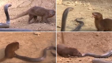 खतरनाक वीडियो: जब जंगल में किंग कोबरा और नेवले के बीच हुई भीषण लड़ाई...फिर जो हुआ ?