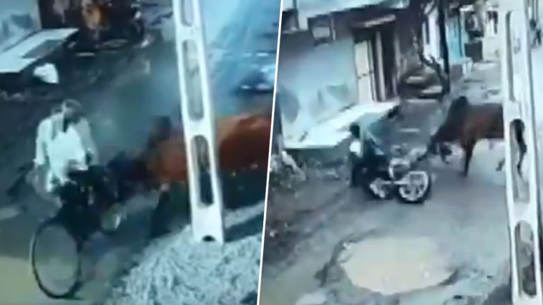 गुजरात के सड़क पर सनक उठा सांड, साइकिल सवार को उठाकर पटका: देखें VIDEO