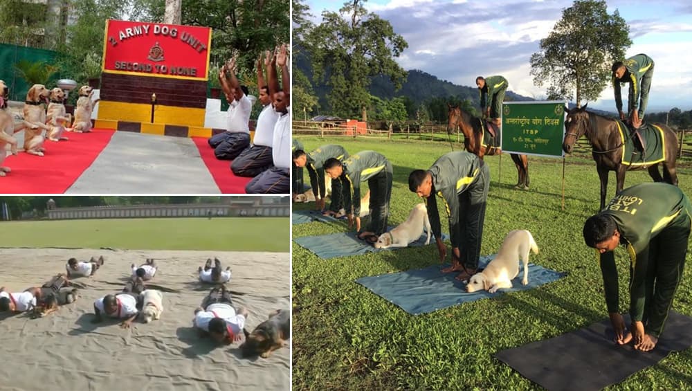 International Yoga Day 2019: अंतर्राष्ट्रीय योग दिवस पर जवानों ने कुत्तों के साथ किया योग, देखें वीडियो और तस्वीरें International Yoga Day 2019: अंतर्राष्ट्रीय योग दिवस पर जवानों ने कुत्तों के साथ किया योग, देखें वीडियो और तस्वीरें