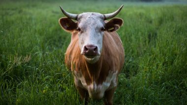 Punjab Cow Creates Record: पंजाब के करनाल में एक गाय ने 24 घंटे में दिया 76 लिटर दूध, बनाया रिकॉर्ड