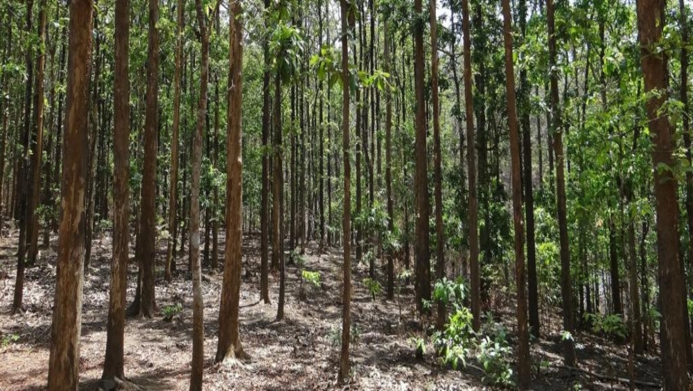 हाथों में डंडे लिए जंगलों की कर रही हैं पहरेदारी