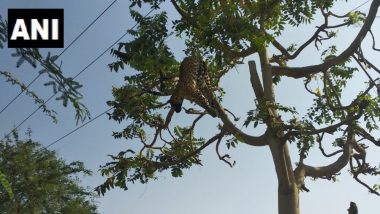 हरियाणा: गुरुग्राम में करंट लगने से तेंदुए की मौत, बिजली के तार से चिपकने की वजह से हुआ हादसा