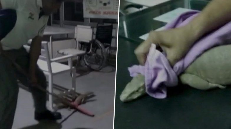 हरियाणा: टोहाना के सरकारी अस्पताल के इमरजेंसी वार्ड में मिली विशालकाय छिपकली, मरीजों में मची हड़कंप