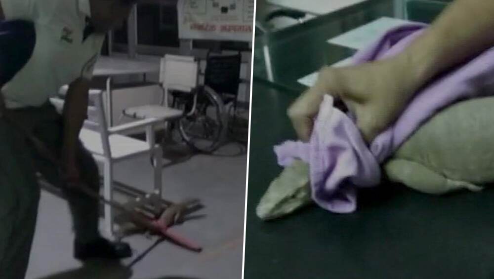 हरियाणा: टोहाना के सरकारी अस्पताल के इमरजेंसी वार्ड में मिली विशालकाय छिपकली, मरीजों में मची हड़कंप हरियाणा: टोहाना के सरकारी अस्पताल के इमरजेंसी वार्ड में मिली विशालकाय छिपकली, मरीजों में मची हड़कंप