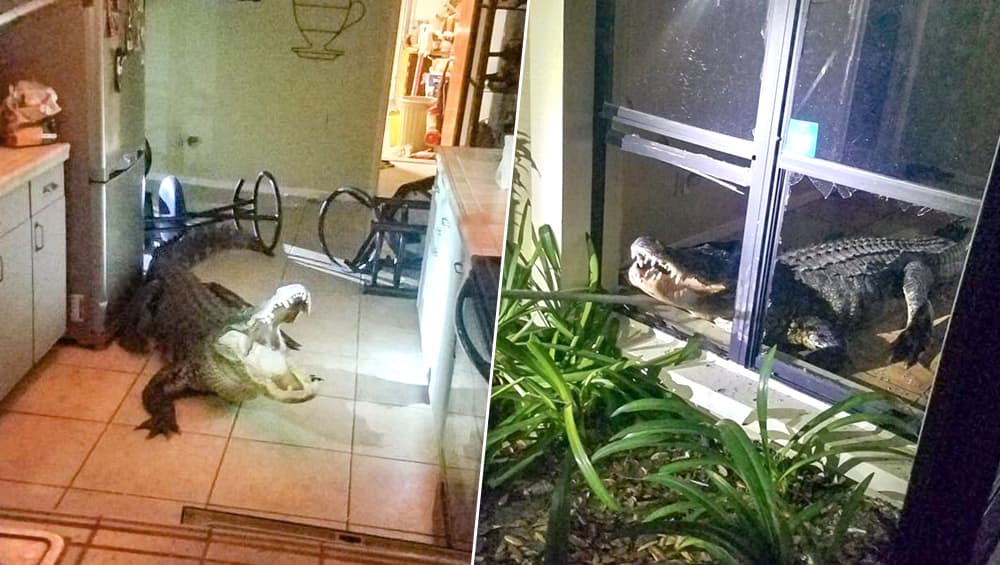 Florida: किचन में घुस आया 11 फुट का मगरमच्छ, खिड़की और घर का सामान तोड़ा, देखें वायरल वीडियो Florida: किचन में घुस आया 11 फुट का मगरमच्छ, खिड़की और घर का सामान तोड़ा, देखें वायरल वीडियो