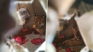 असम: बाढ़ के कारण हरमाटी इलाके के घर में बेड पर बैठा हुआ पाया गया बंगाल टाइगर, वन अधिकारी पहुंचे मौके पर