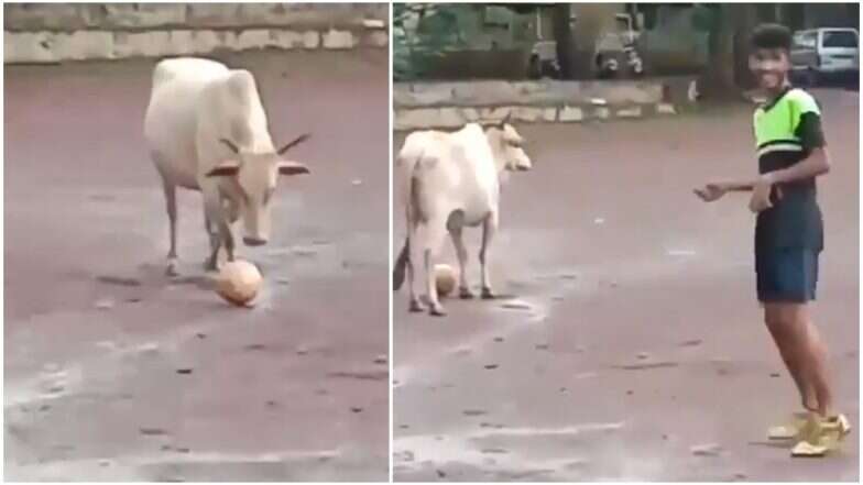 ये गाय लड़कों के साथ खेलती है फुटबॉल, मजेदार वीडियो सोशल मीडिया पर तेजी से हो रहा है वायरल, आप भी देखें ये गाय लड़कों के साथ खेलती है फुटबॉल, मजेदार वीडियो सोशल मीडिया पर तेजी से हो रहा है वायरल, आप भी देखें