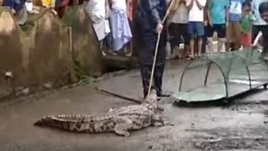 महाराष्ट्र: चिपलून में बारिश के पानी के साथ मगरमच्छ के आने से मची अफरा-तफरी, देखें वीडियो