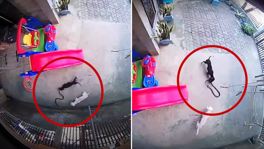 बच्ची को कोबरा से बचाने के लिए 2 कुत्तों ने लगा दी जान की बाजी, घर में घुसने से सांप को ऐसे रोका, देखें दिल को छू देनेवाला वीडियो बच्ची को कोबरा से बचाने के लिए 2 कुत्तों ने लगा दी जान की बाजी, घर में घुसने से सांप को ऐसे रोका, देखें दिल को छू देनेवाला वीडियो