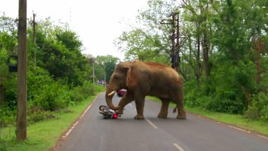 ओडिशा: हाथियों के हमलों में 2015 से अबतक 369 लोगों मारे गए