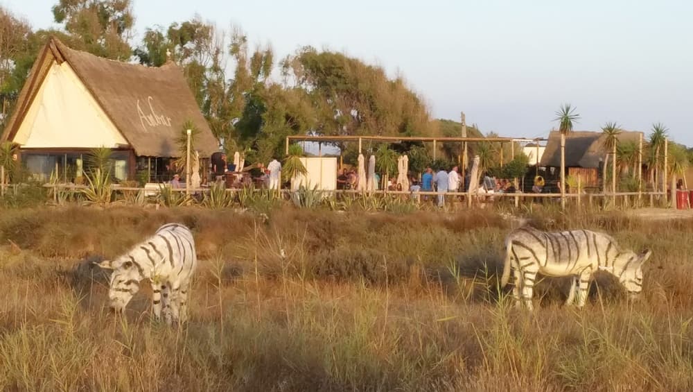 शादी को मजेदार बनाने के लिए गधों को कलर मारकर बना दिया ZEBRA, फिर जो हुआ ? शादी को मजेदार बनाने के लिए गधों को कलर मारकर बना दिया ZEBRA, फिर जो हुआ ?
