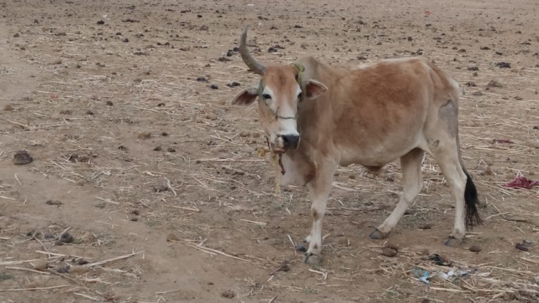उत्तर प्रदेश: अयोध्या के एक गोशाला में 36 गायों की हुई मौत, रखवालों ने जेसीबी मशीन से मृत गायों को दफनाया