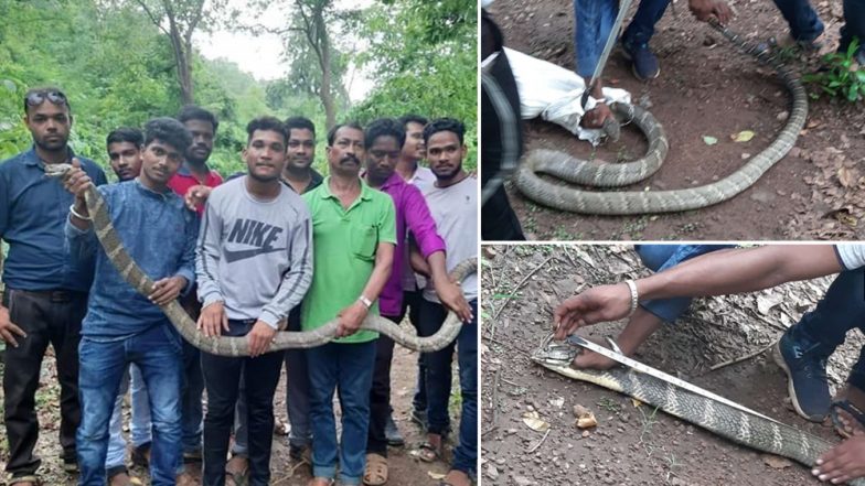 ओडिशा में पकड़ा गया 11 फीट लंबा और 25 किलो वजनी विषैला सांप, देख लोगों के उड़े होश