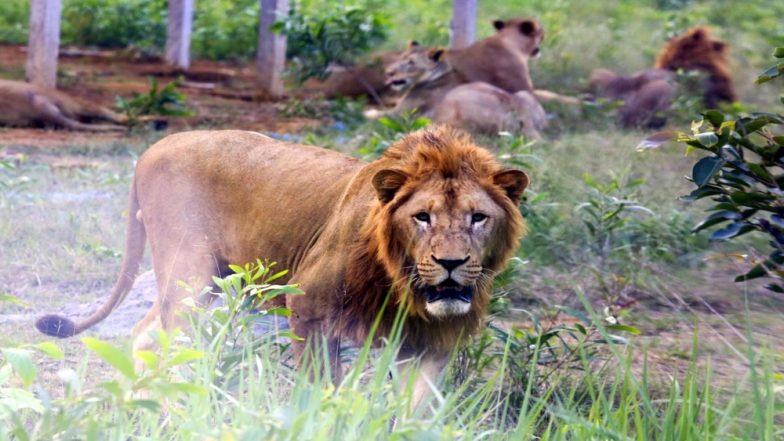 उत्तर प्रदेश: इटावा लॉयन सफारी को गुजरात सरकार ने दिए 7 शेर, 11 जून को पहुंचेंगे पार्क