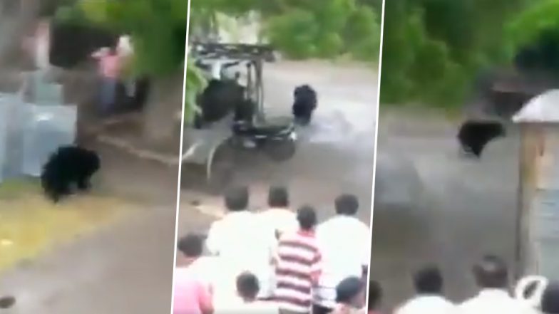 महाराष्ट्र: बुलढाना के गिर्दा गांव में ग्रामीणों के पीछा करने पर घुसा भालू, देखें वायरल वीडियो