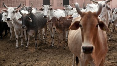 Chhattisgarh: मवेशियों से भरा ट्रक पुल से गिरा नीचे, हादसे में 18 गायों की मौके पर मौत, 9 जख्मी