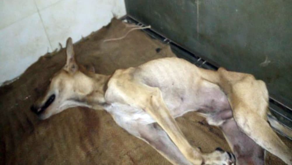 उत्तर प्रदेश: बरेली में कई कुत्तों की मौत से हड़कंप, IVRI ने कहा चिंता वाली बात नहीं