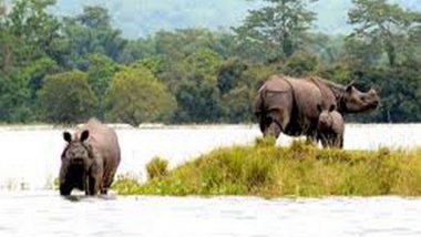 असम में बाढ़: पानी-पानी हुआ काजीरंगा नेशनल पार्क, उद्यान का 70 फीसदी हिस्सा जलमग्न, ऊंचे इलाकों में पहुंचाए गए जानवर