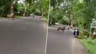 गुजरात: आते-जाते लोगों के बीच सड़क पार करता दिखा शेर, देखें गिर के जंगल के राजा का यह हैरान करने वाला वीडियो