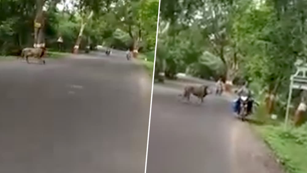 गुजरात: आते-जाते लोगों के बीच सड़क पार करता दिखा शेर, देखें गिर के जंगल के राजा का यह हैरान करने वाला वीडियो गुजरात: आते-जाते लोगों के बीच सड़क पार करता दिखा शेर, देखें गिर के जंगल के राजा का यह हैरान करने वाला वीडियो