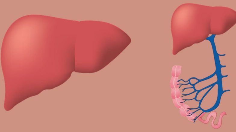 World Hepatitis Day 2019: हेपेटाइटिस आपके लिवर को कर सकता है डैमेज, जानें इस बीमारी के लक्षण और बचाव के उपाय