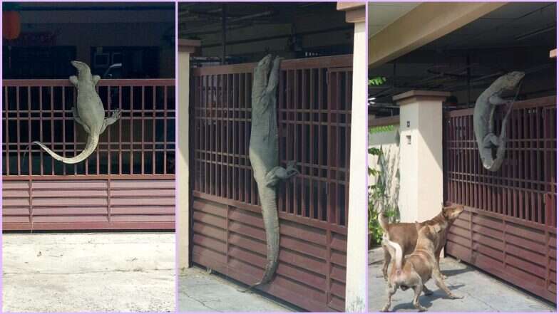 ‘Godzilla’ Monitor Lizard: घर के दरवाजे पर चढ़ गई 'विशालकाय' छिपकली, देखें वायरल तस्वीरें ‘Godzilla’ Monitor Lizard: घर के दरवाजे पर चढ़ गई 'विशालकाय' छिपकली, देखें वायरल तस्वीरें