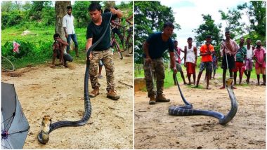असम में मिला 14 फीट लंबा किंग कोबरा, देखें हैरान कर देने वाली तस्वीरें