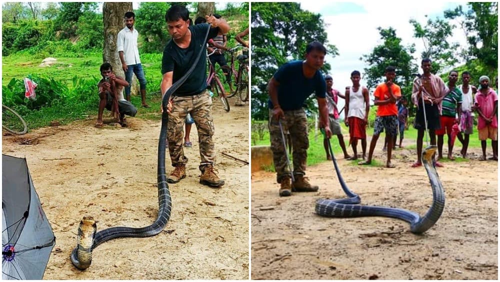 असम में मिला 14 फीट लंबा किंग कोबरा, देखें हैरान कर देने वाली तस्वीरें असम में मिला 14 फीट लंबा किंग कोबरा, देखें हैरान कर देने वाली तस्वीरें