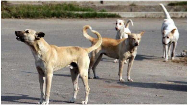 बिहार: भैंस चराने गई 70 साल की बुजुर्ग महिला को कुत्तों ने नोच-नोच कर मार डाला