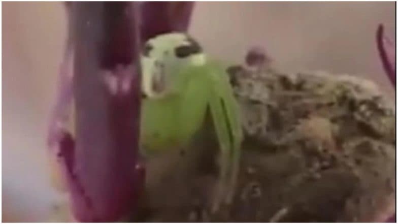 चीन में दिखी इंसानी चेहरे वाली अनोखी मकड़ी, देखें वायरल वीडियो चीन में दिखी इंसानी चेहरे वाली अनोखी मकड़ी, देखें वायरल वीडियो