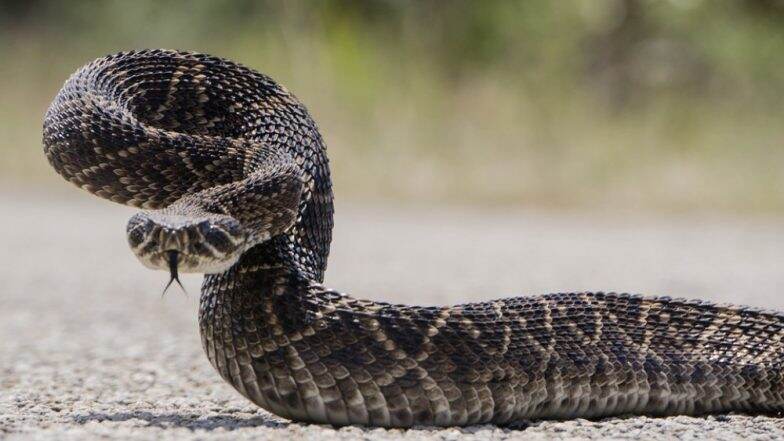 मुंबई: जिस जहरीले Rattle Viper ने मां-बेटी को डसा, उसी सांप को लेकर अस्पताल पहुंच गईं दोनों, फिर जो हुआ... मुंबई: जिस जहरीले Rattle Viper ने मां-बेटी को डसा, उसी सांप को लेकर अस्पताल पहुंच गईं दोनों, फिर जो हुआ...