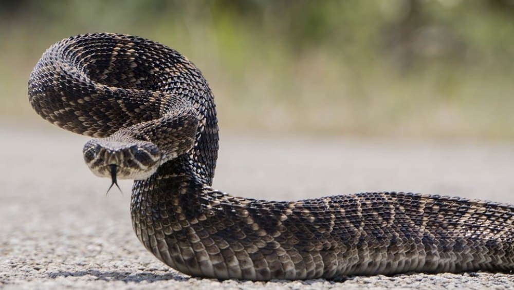 मुंबई: जिस जहरीले Rattle Viper ने मां-बेटी को डसा, उसी सांप को लेकर अस्पताल पहुंच गईं दोनों, फिर जो हुआ... मुंबई: जिस जहरीले Rattle Viper ने मां-बेटी को डसा, उसी सांप को लेकर अस्पताल पहुंच गईं दोनों, फिर जो हुआ...