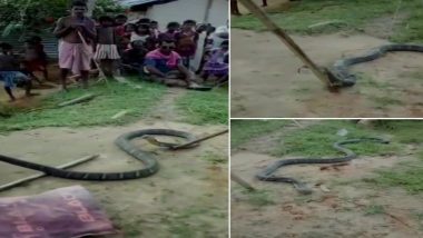 असम: कछार जिले में वन विभाग को मिला 10 फीट लंबा किंग कोबरा