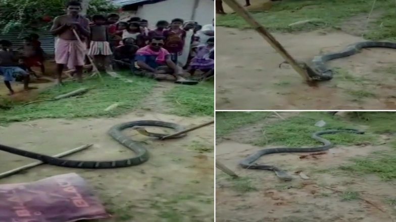 असम: कछार जिले में वन विभाग को मिला 10 फीट लंबा किंग कोबरा