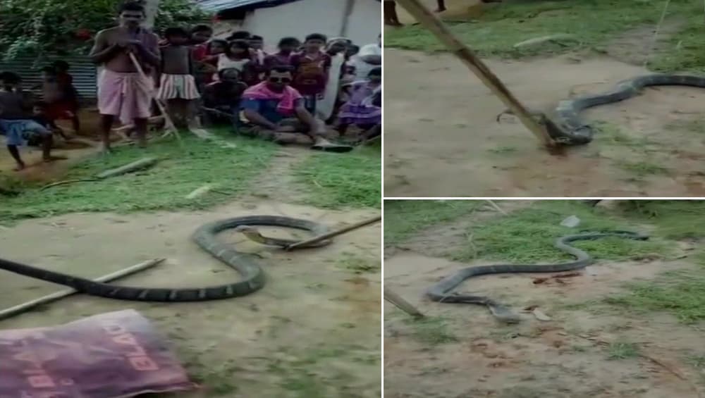 असम: कछार जिले में वन विभाग को मिला 10 फीट लंबा किंग कोबरा असम: कछार जिले में वन विभाग को मिला 10 फीट लंबा किंग कोबरा