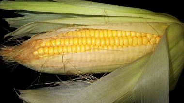 Health Benefits of Corn: अपने आहार में कॉर्न शामिल करने से होंगे ये 5 अद्भुत स्वास्थ्य लाभ