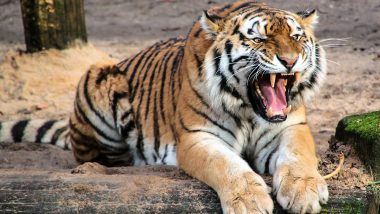 International Tiger Day 2019: देश में बाघों की संख्या बढ़कर 2 हजार 967 हुई, पीएम मोदी ने बताई ऐतिहासिक उपलब्धि