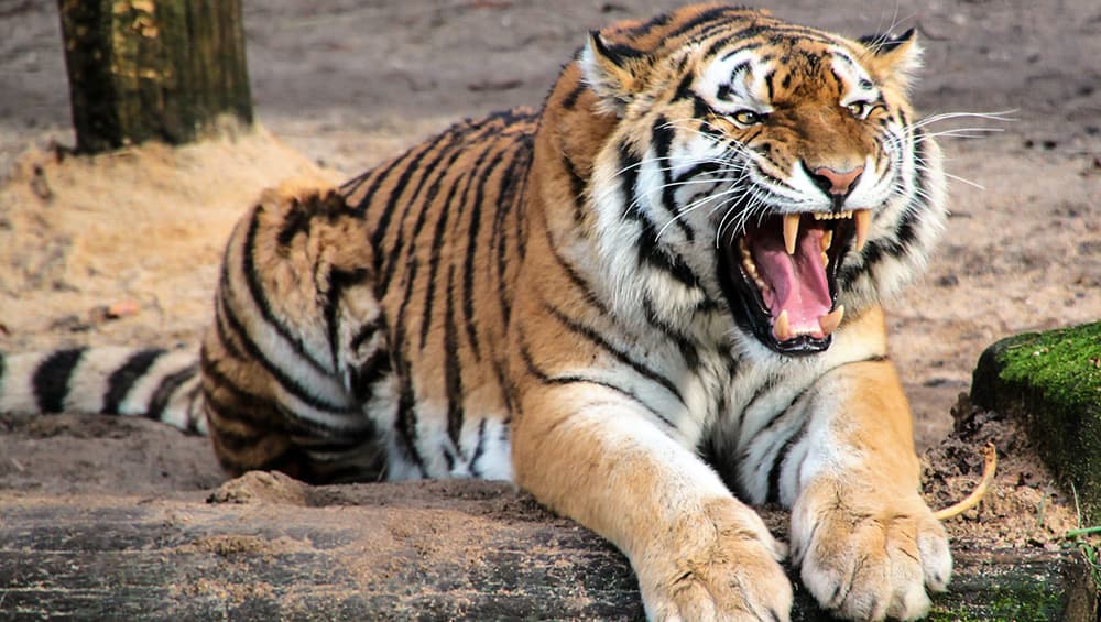International Tiger Day 2019: देश में बाघों की संख्या बढ़कर 2 हजार 967 हुई, पीएम मोदी ने बताई ऐतिहासिक उपलब्धि International Tiger Day 2019: देश में बाघों की संख्या बढ़कर 2 हजार 967 हुई, पीएम मोदी ने बताई ऐतिहासिक उपलब्धि