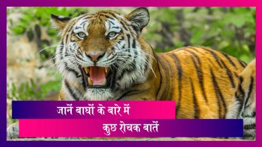 आज है अंतरराष्ट्रीय बाघ दिवस, जानें इस दिन के बारे में कुछ रोचक तथ्य