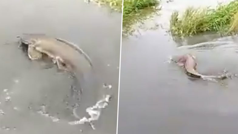 मुंबई: जुहू एयरपोर्ट के रनवे पर जमा पानी में तैरती हुई दिखाई दी मछलियां, देखें तस्वीरें
